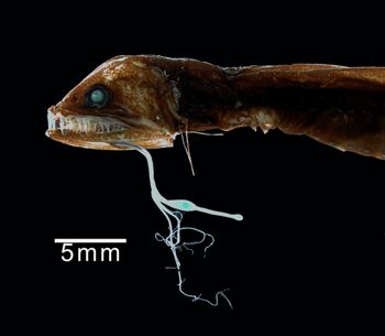 Media type: image; Ichthyology 53246